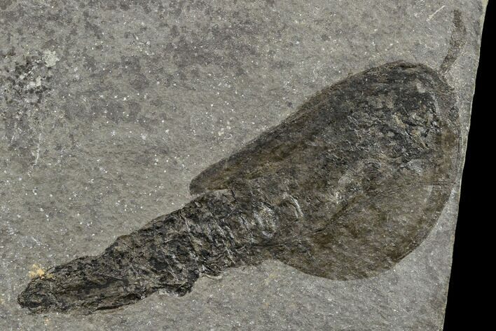 Rare, Silurian Phyllocarid (Ceratiocaris) Fossil - Scotland #113109